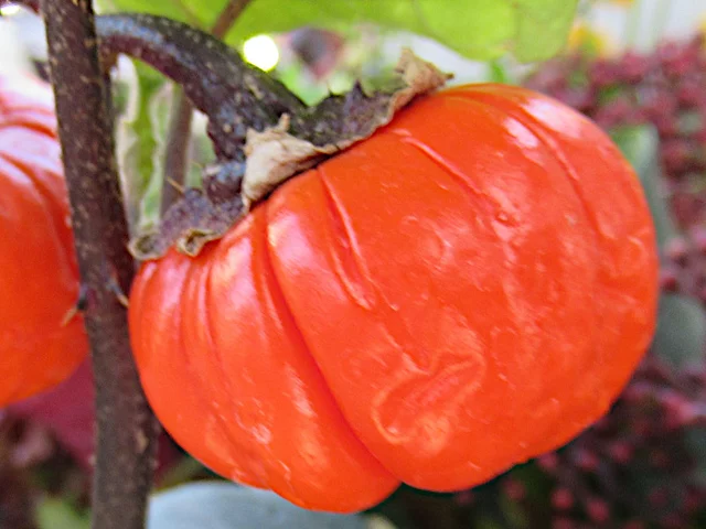 Pumpkin on a Stick