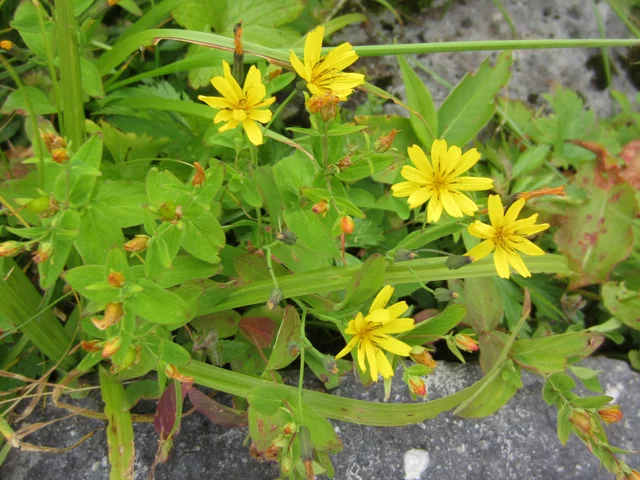 雲間苦菜