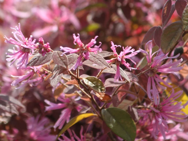 Chinese fringe flower
