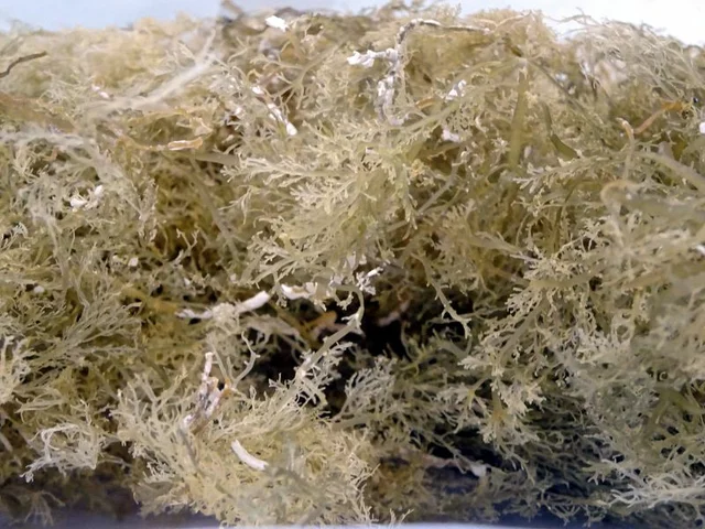 Agar