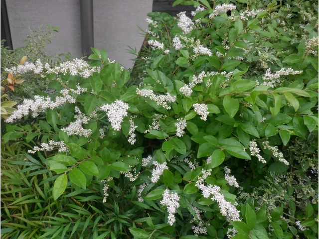 Ligustrum sinense