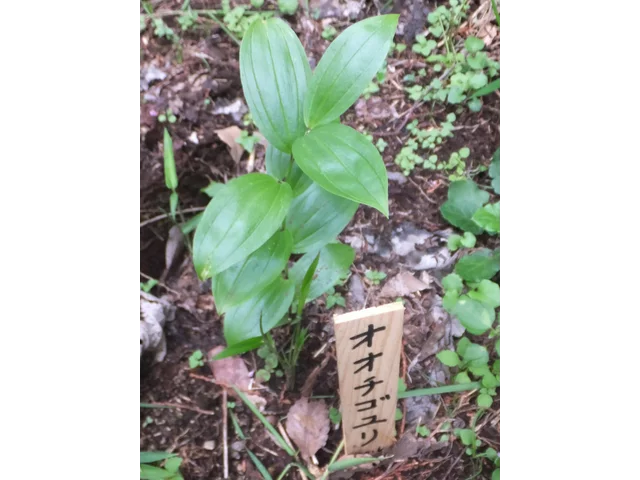 Disporum viridescens