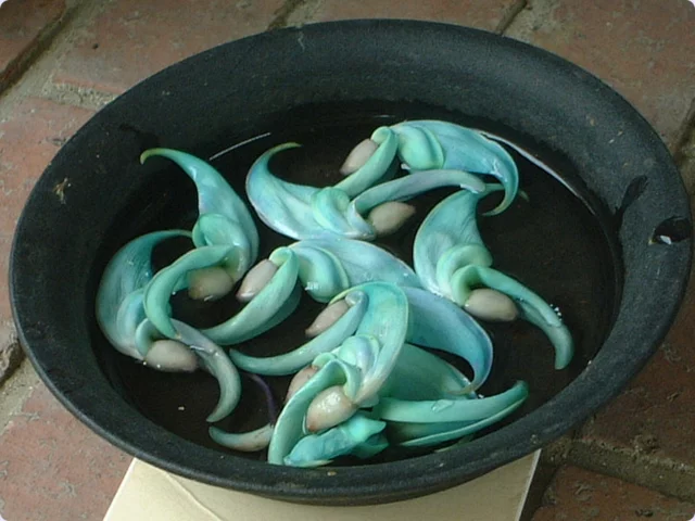 Jade vine
