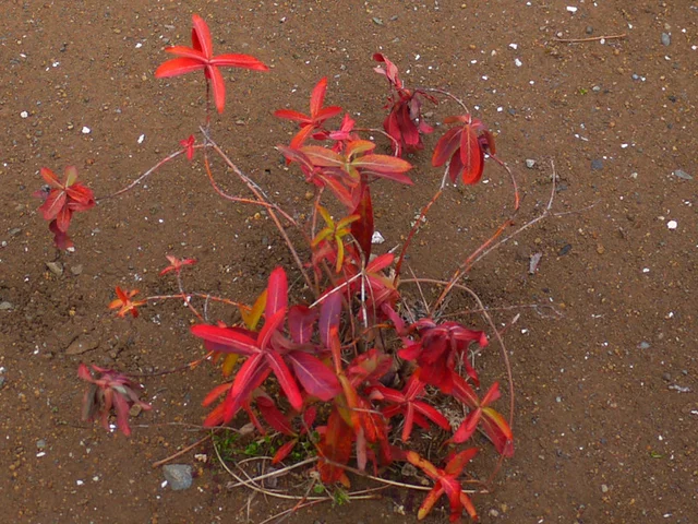 Hypericum monogynum