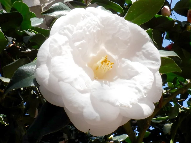 茶花 '貴宝殿'