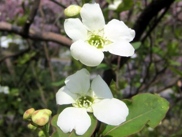 pearlbush, common pearlbush