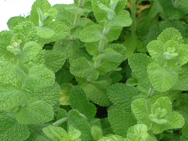 Apple mint