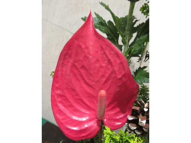 Anthurium