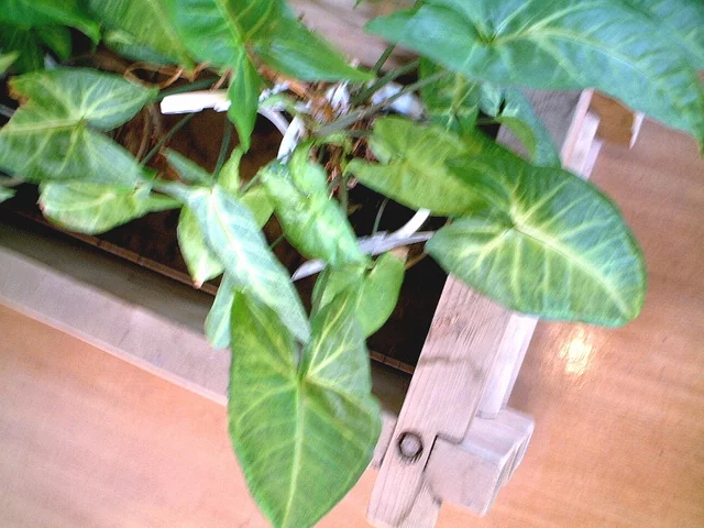 合果芋