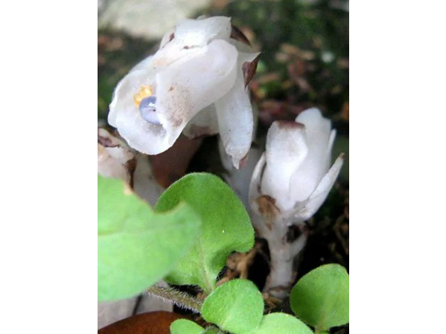 球果假水晶兰