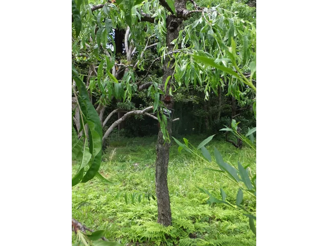 ハナモモ