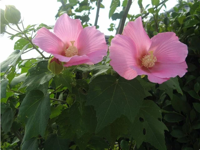 醉芙蓉