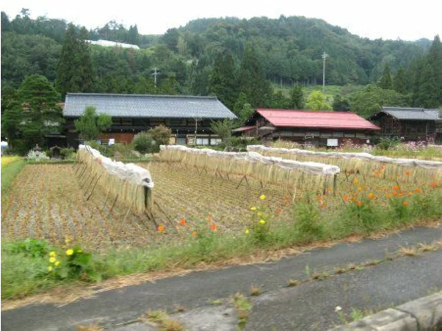 Rice plant