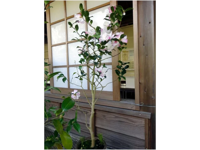 山茶花 "リトルパール"