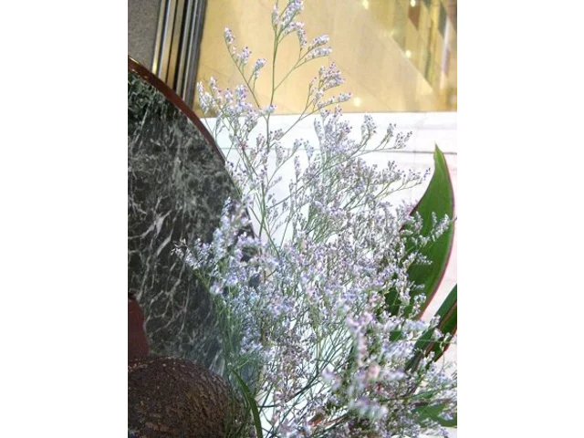 Limonium 'Blue fantasy'