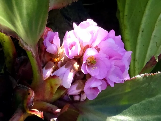 短柄岩白菜