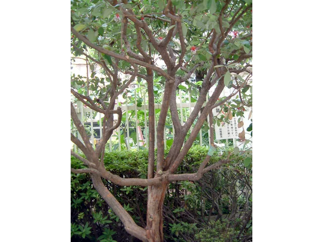 斐濟果