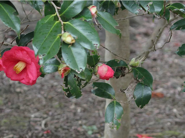 Camellia Akashigata