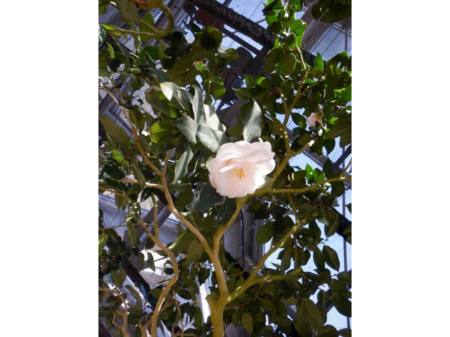 茶花 '貴宝殿'