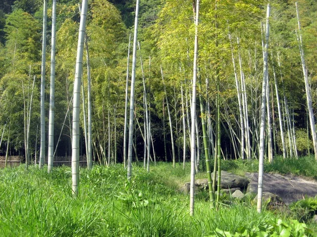 moso bamboo