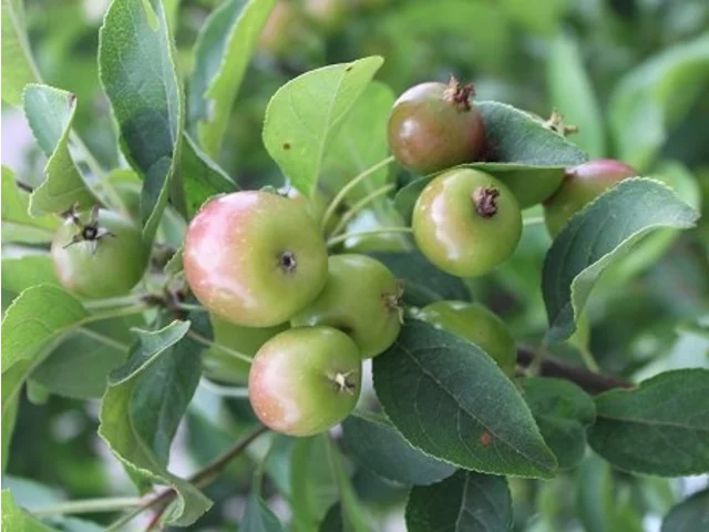 Malus prunifolia