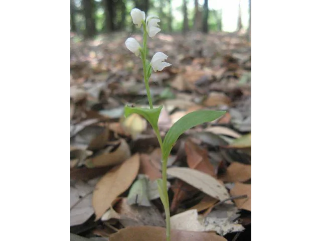 Silver orchid