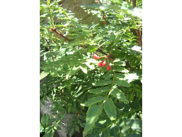 Japanese pepper