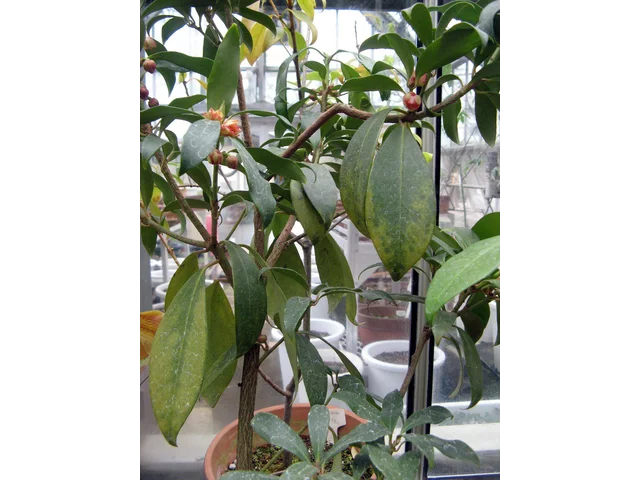 Ilicium lanceolatum