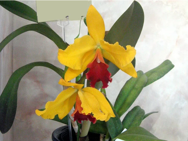 Blc. ブリリアントギフト‘ブルーメンインセル’