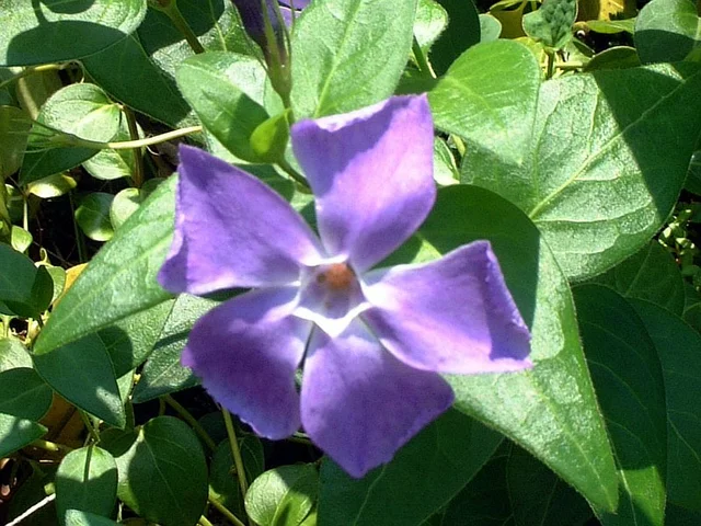 Vinca major