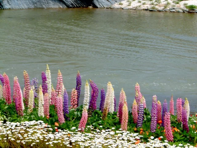 Lupinus polyphyllus