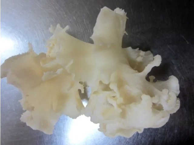 ハナビラタケ