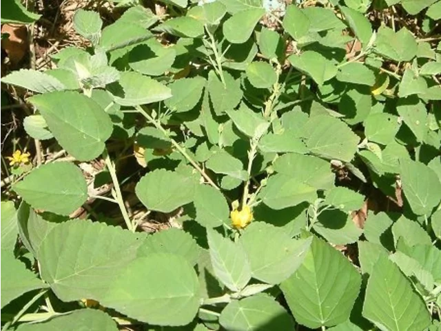 桤葉黄花稔