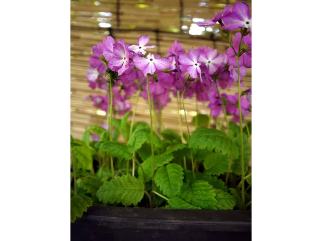 Primrose 'Sasanaki'
