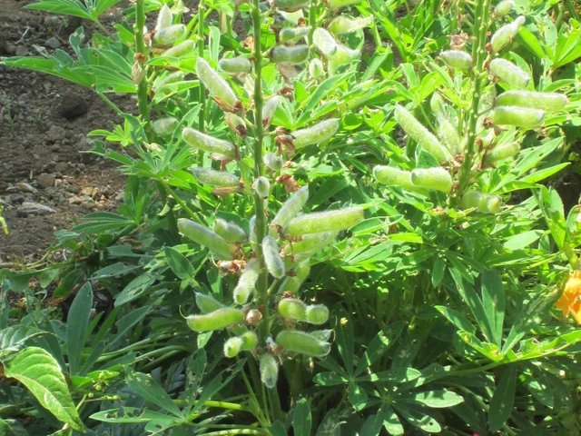 Lupinus polyphyllus