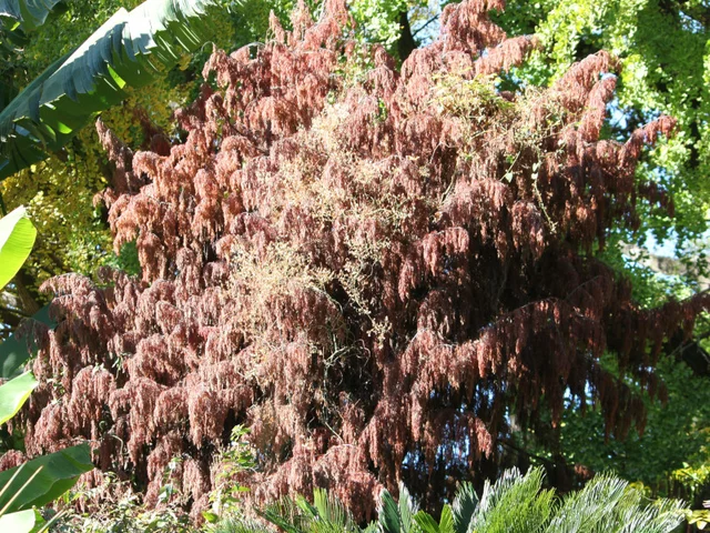 Chinese flame tree