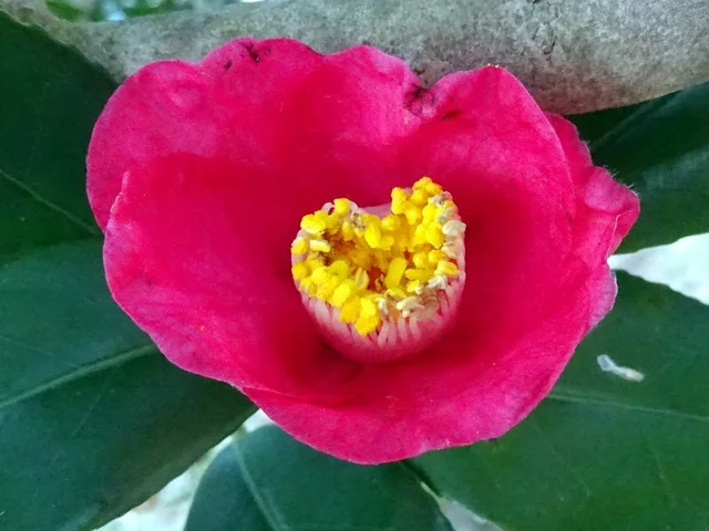 山茶花 曙