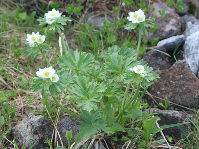 水仙银莲花