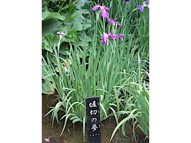 花菖蒲 '堀切的梦'