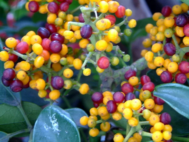 Schefflera