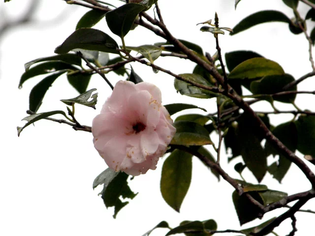 Camellia miura-otome
