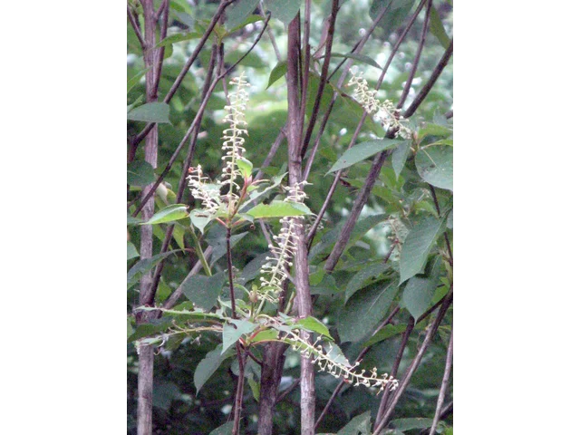リョウブ | Clethra barbinervis | かぎけん花図鑑