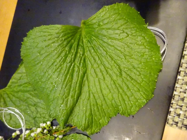 山葵