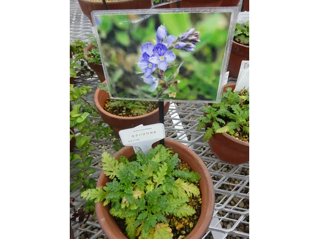 菊花叶婆婆納