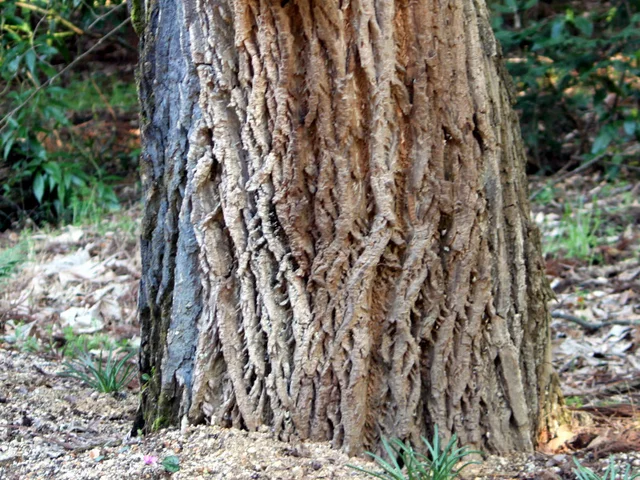 Kalopanax septemlobus