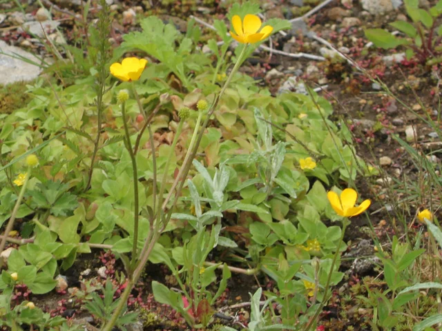 Ranunculus acris