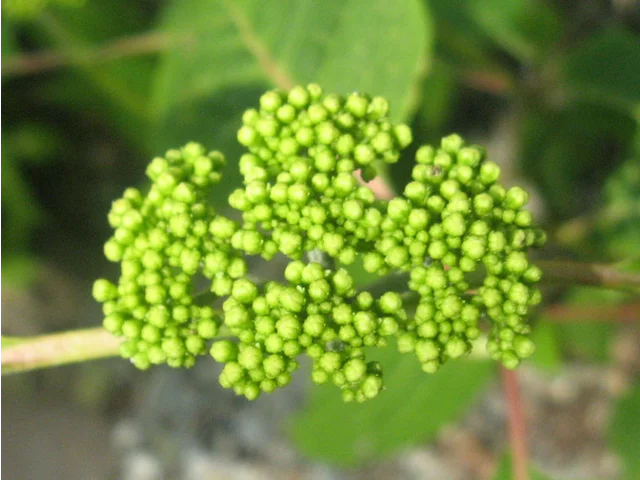 Siberian hydrangea