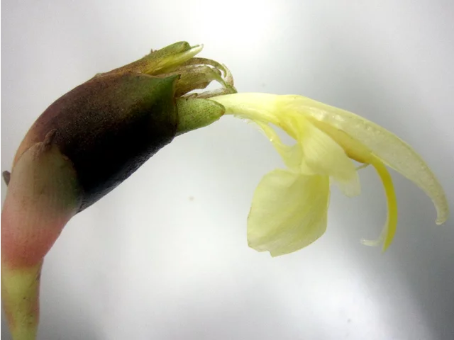 蘘荷