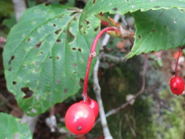 Elaeagnus umbellata