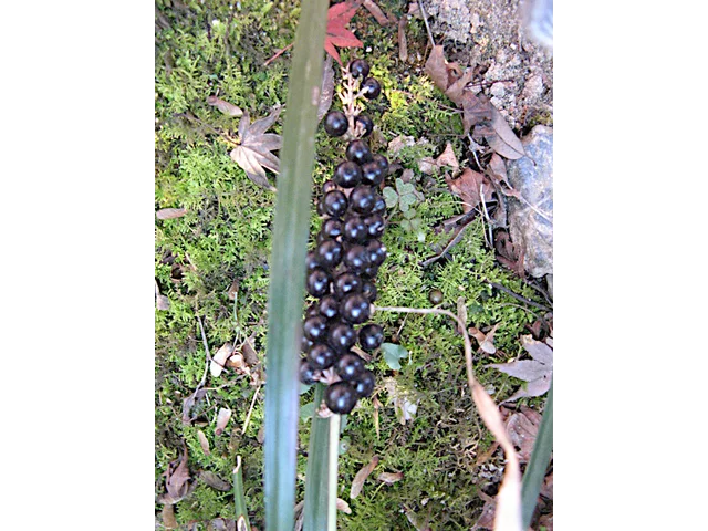 Liriope muscari
